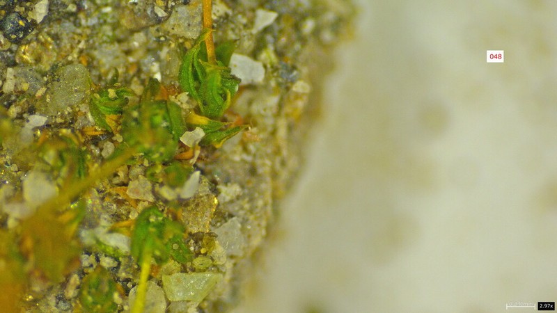 Tortula Moss photo 2