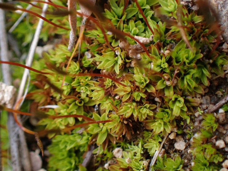 Tortula Moss photo 3