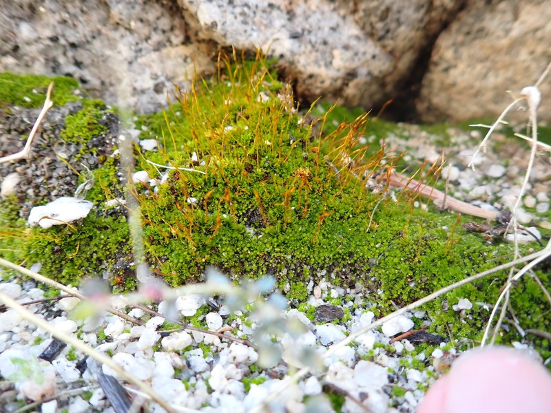 Tortula Moss photo 4
