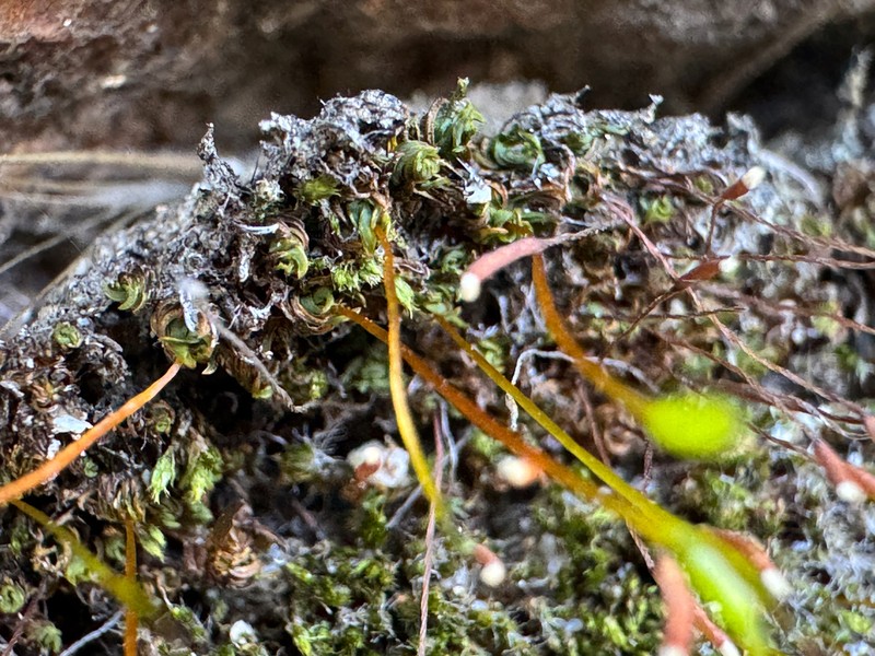 Tortula Moss photo 5