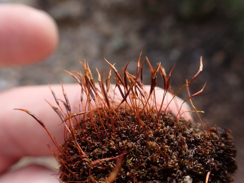 Tortula Moss photo 6