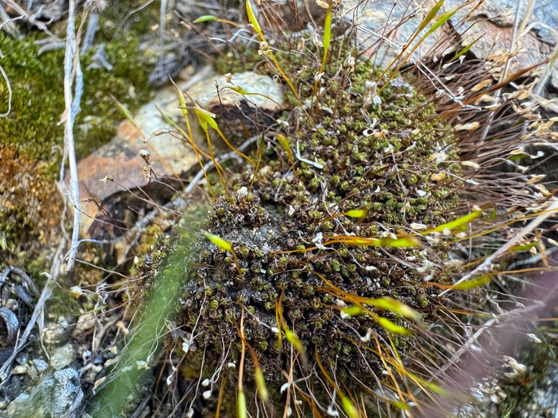 Tortula Moss photo 7