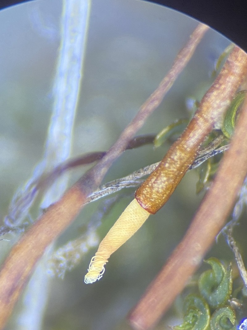 Tortula Moss photo 8