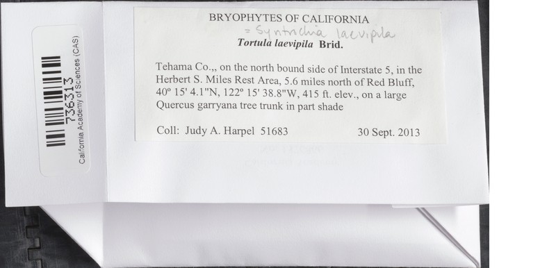 Tortula Moss photo 2