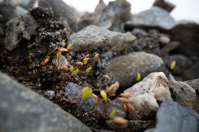 Mucronleaf Tortula Moss