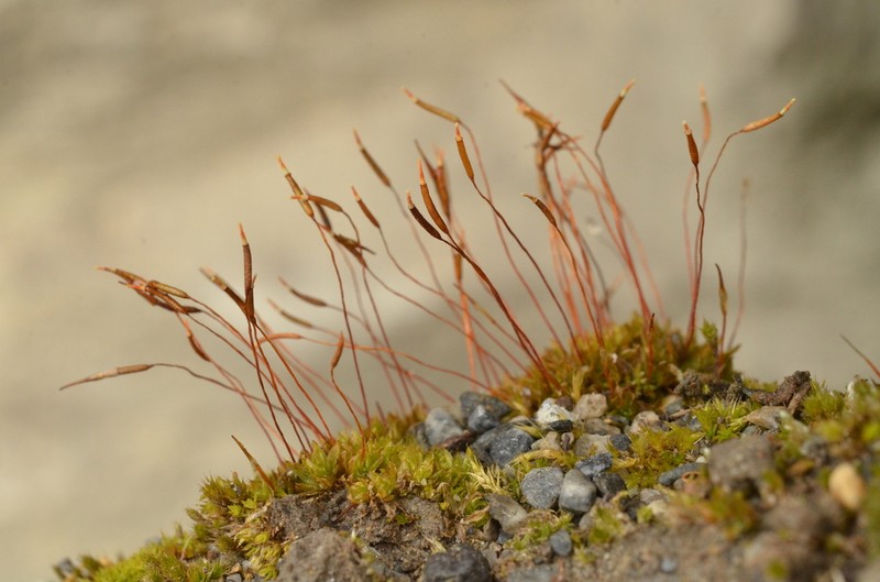 Mucronleaf Tortula Moss photo 2