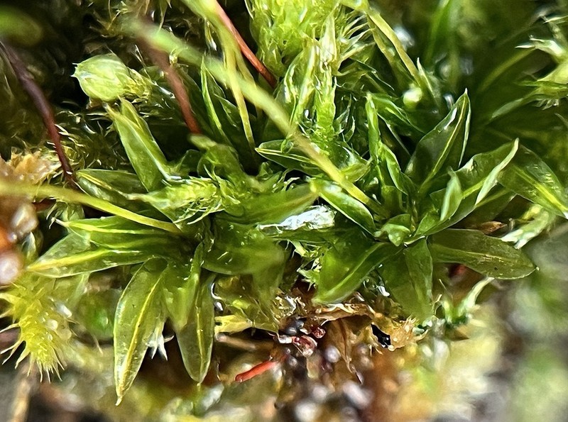 Mucronleaf Tortula Moss photo 3
