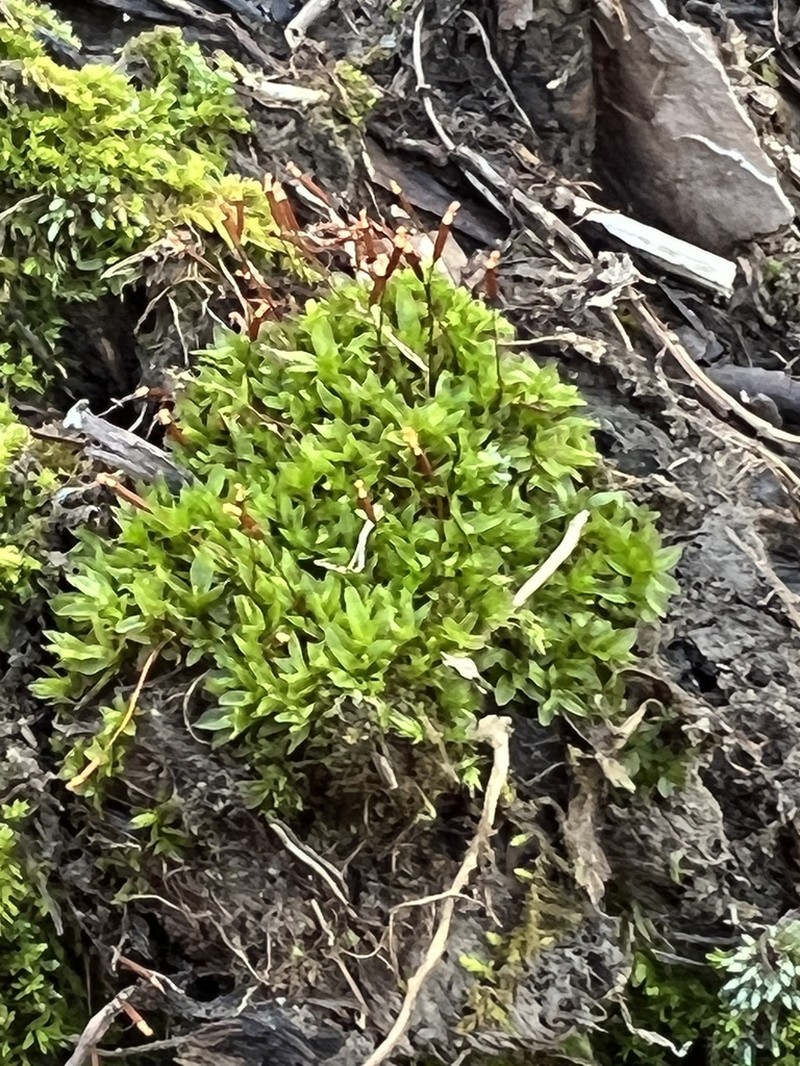 Mucronleaf Tortula Moss photo 4