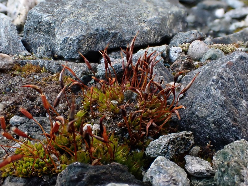 Mucronleaf Tortula Moss photo 5