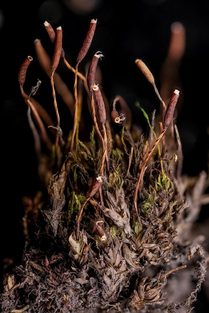 Mucronleaf Tortula Moss photo 6
