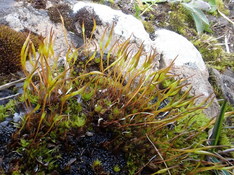 Mucronleaf Tortula Moss photo 7