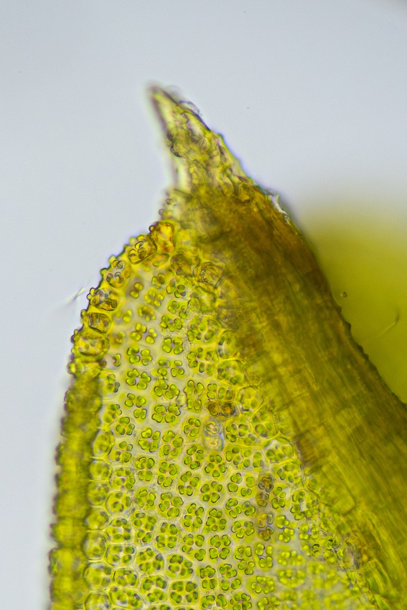 Mucronleaf Tortula Moss photo 8
