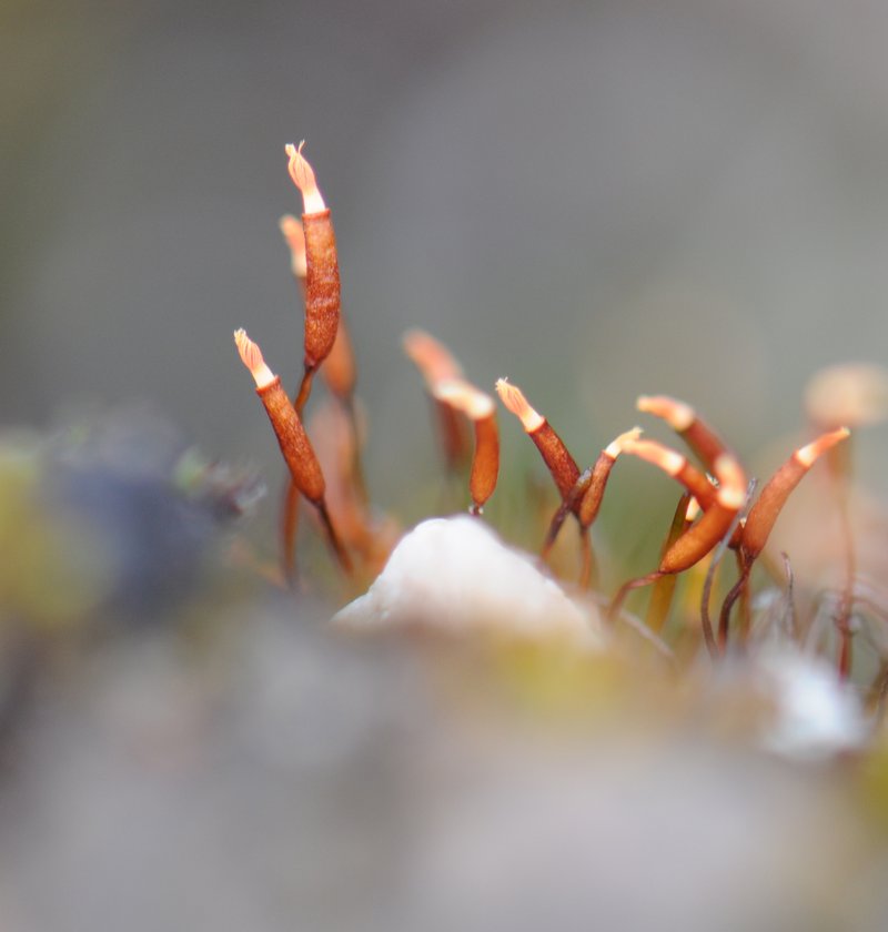 Mucronleaf Tortula Moss