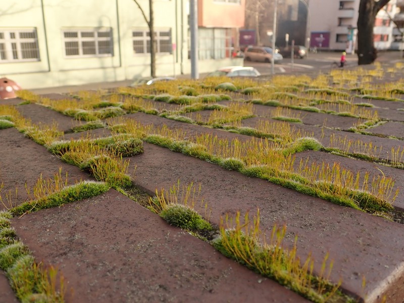 Tortula Moss photo 3
