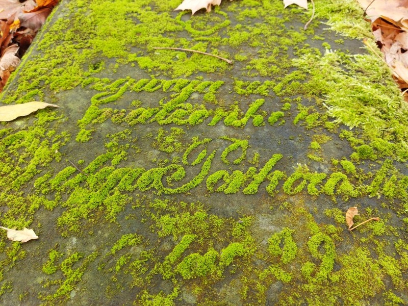 Tortula Moss photo 4