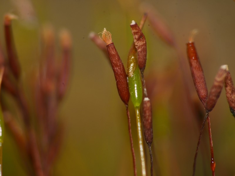 Tortula Moss photo 5