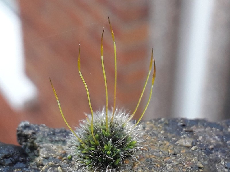 Tortula Moss photo 6