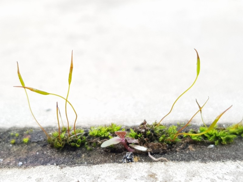 Tortula Moss photo 7