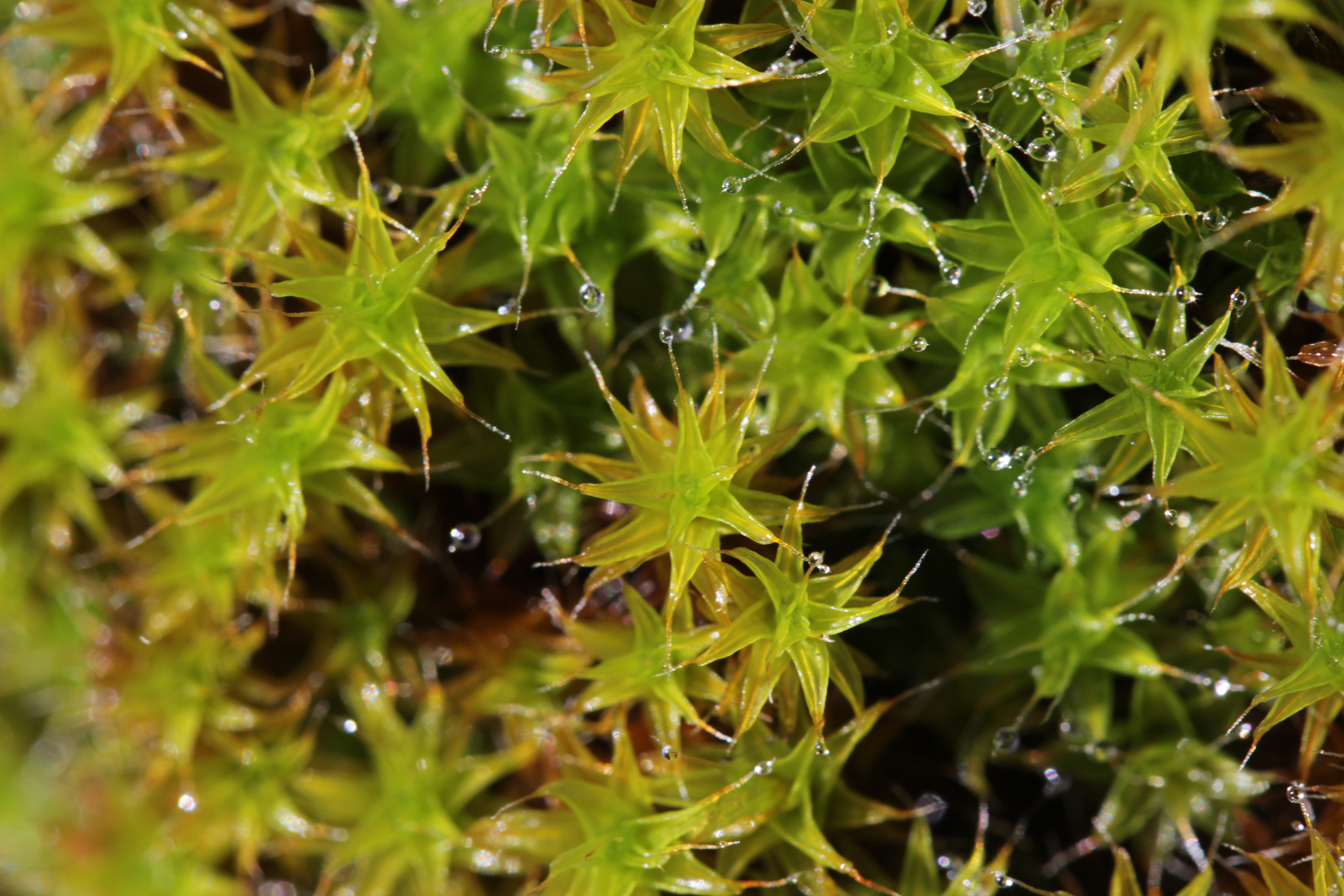 Tortula Moss photo 6