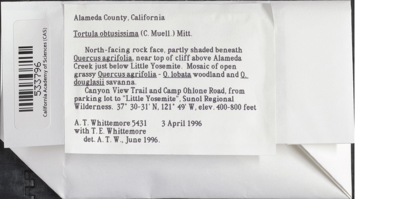 Obtuse Tortula Moss photo 2
