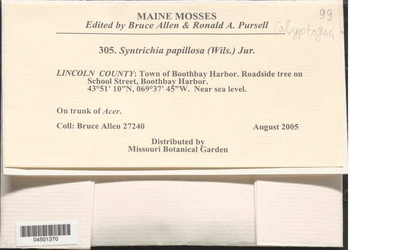 Papillose Tortula Moss photo 2