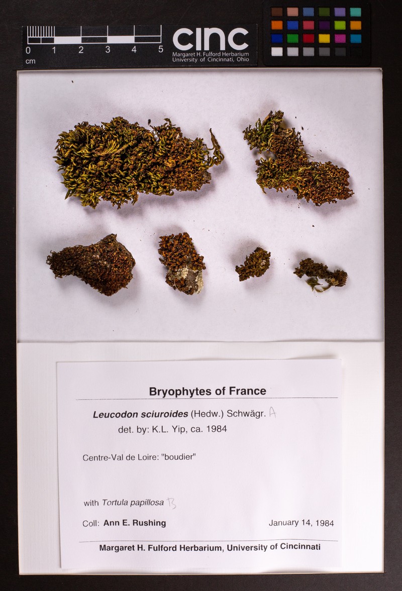 Papillose Tortula Moss photo 5