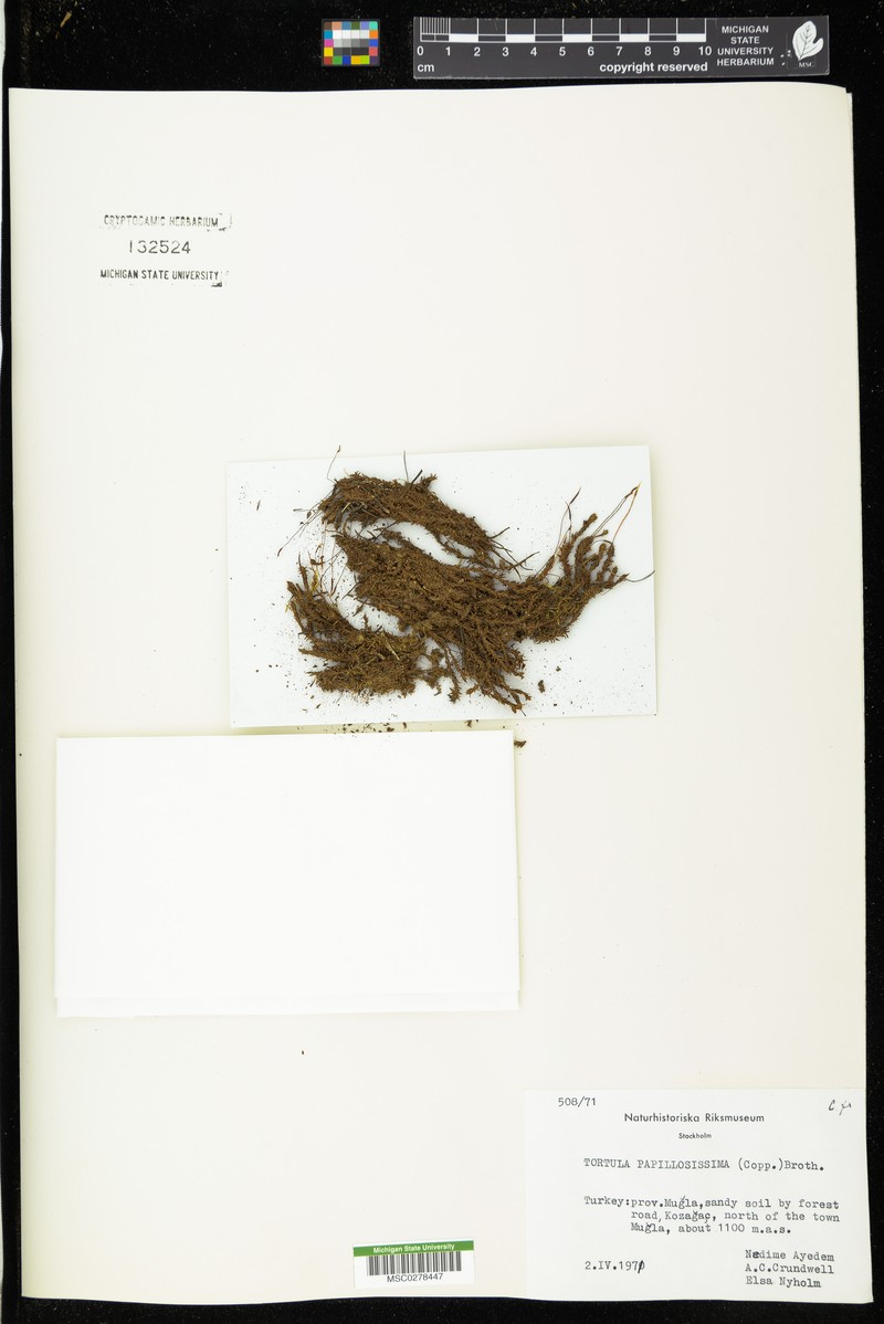 Tortula Moss photo 3