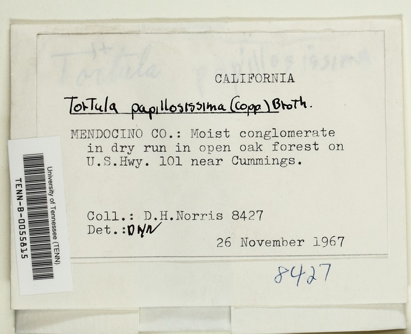 Tortula Moss photo 5