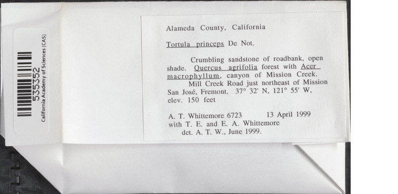 Tortula Moss photo 2