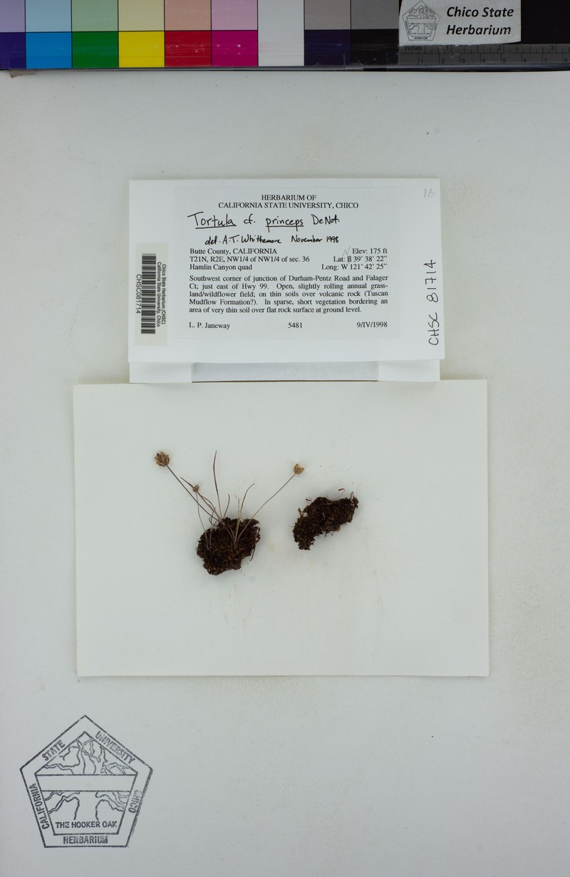 Tortula Moss photo 6