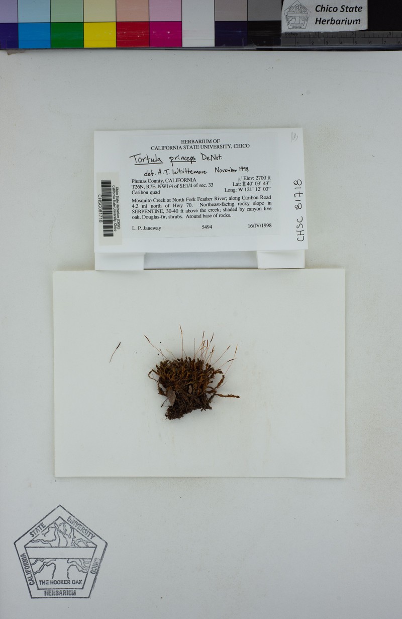 Tortula Moss photo 7