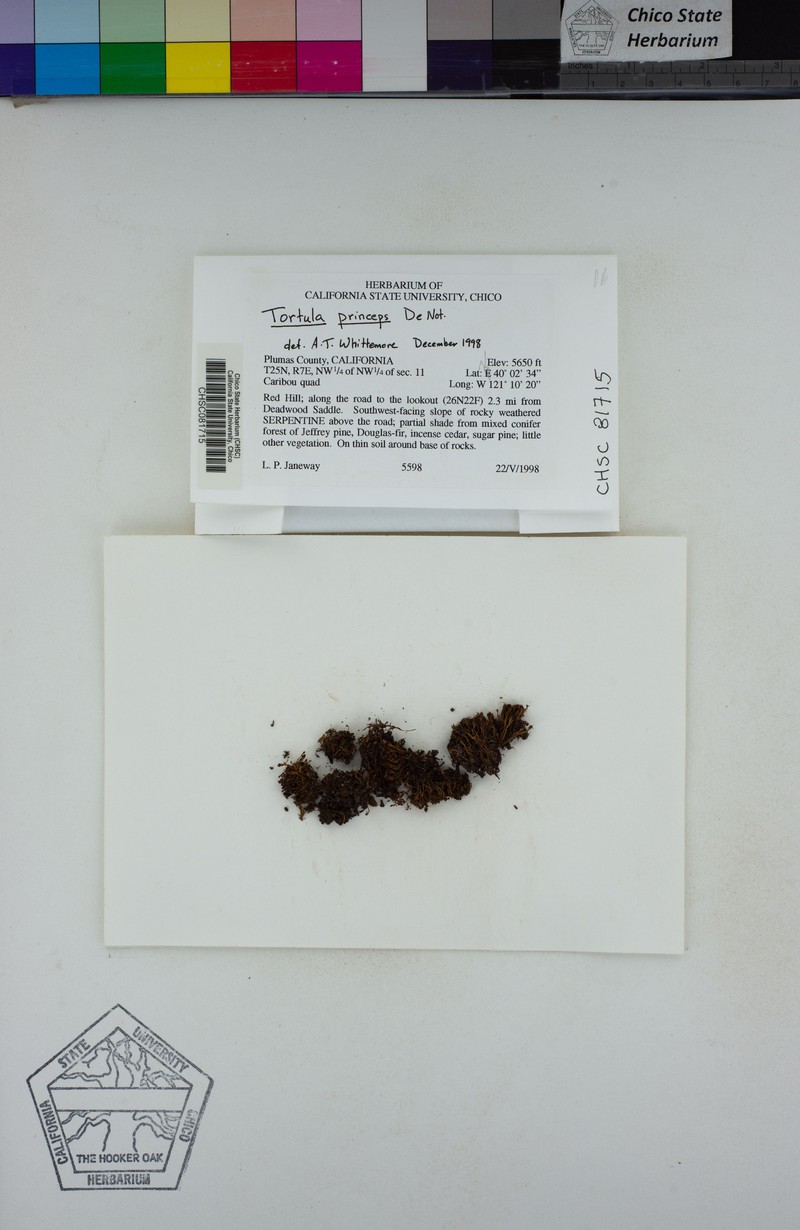 Tortula Moss photo 8
