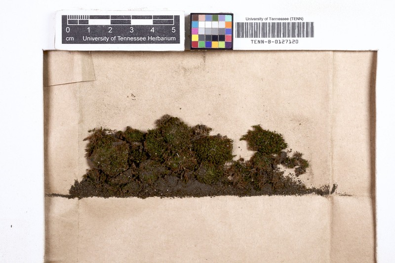 Tortula Moss photo 2