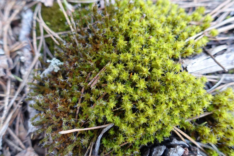 Tortula Moss photo 3