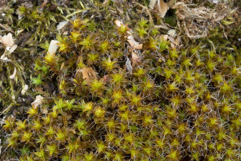 Tortula Moss photo 4