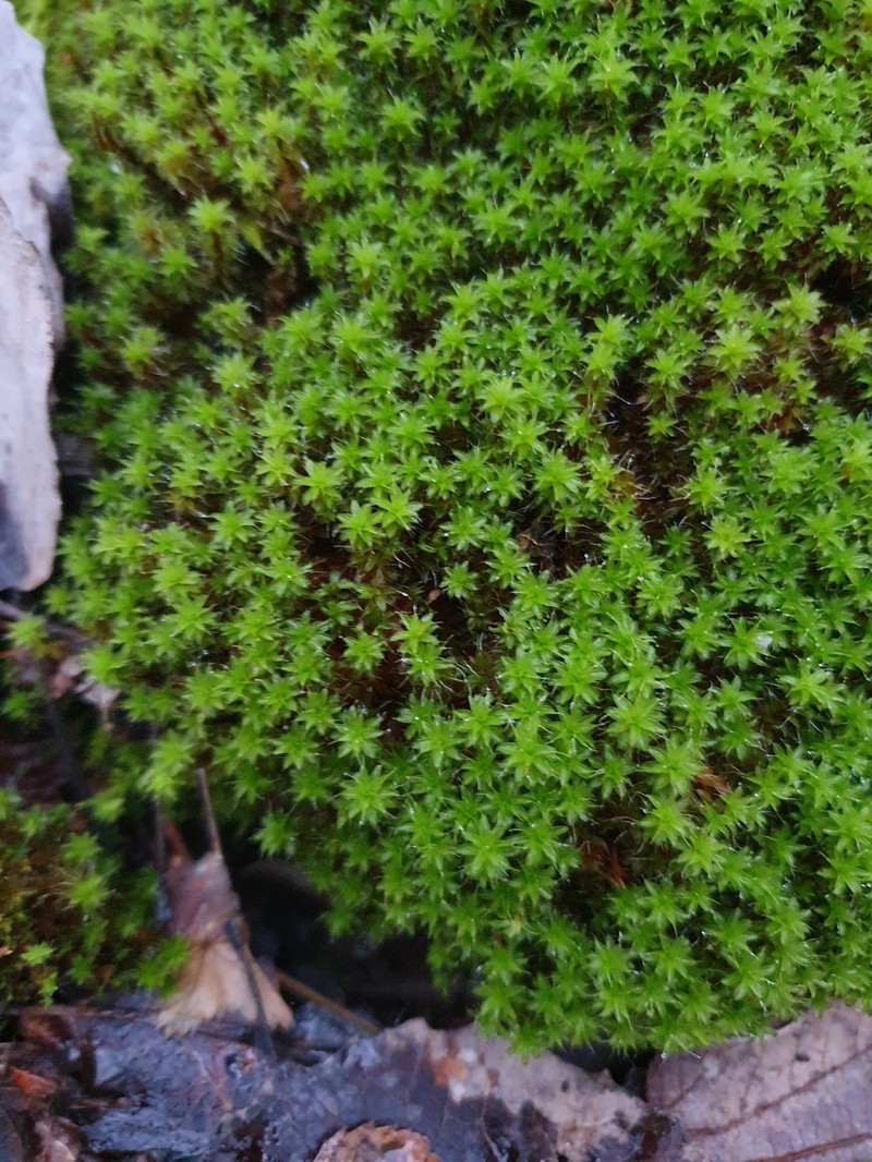 Tortula Moss photo 2