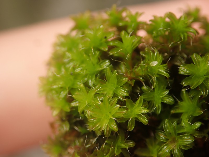Tortula Moss photo 3