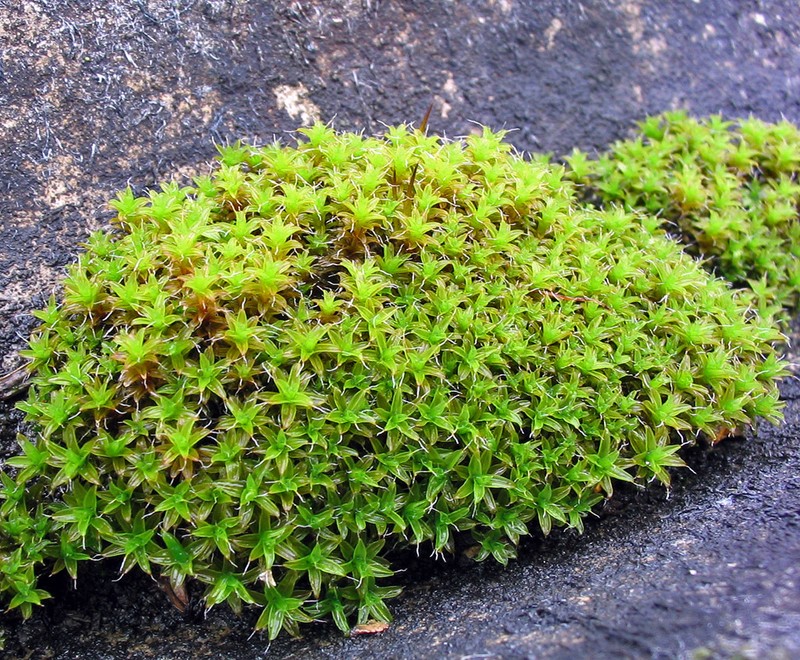 Tortula Moss