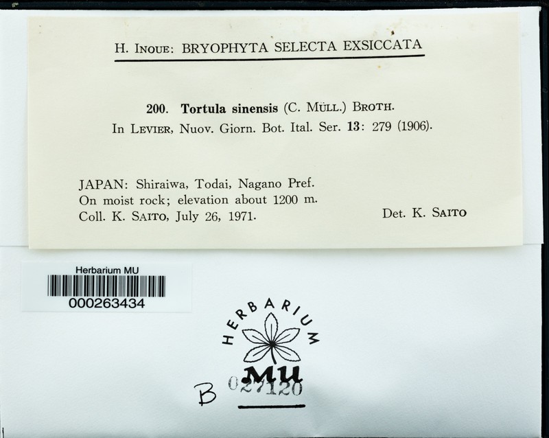 China Tortula Moss photo 3