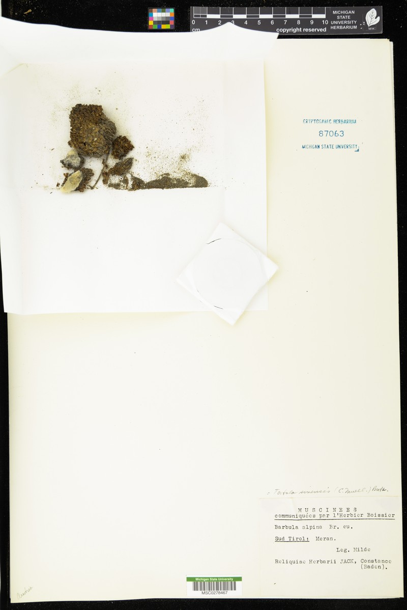 China Tortula Moss photo 4