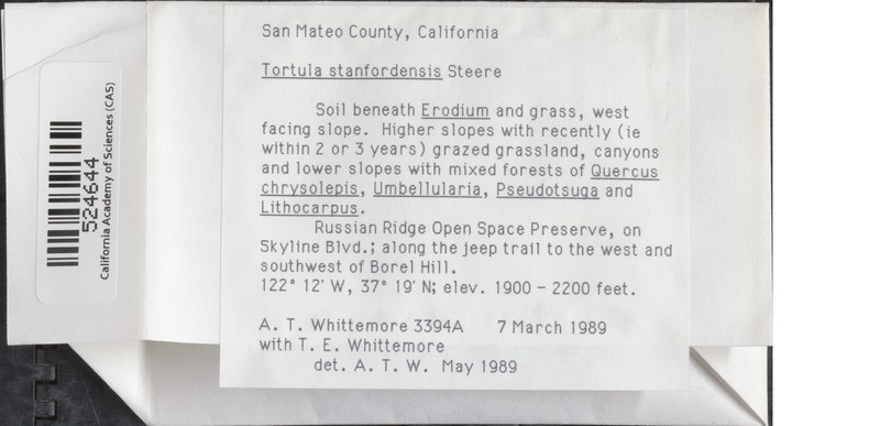Stanford Tortula Moss photo 3