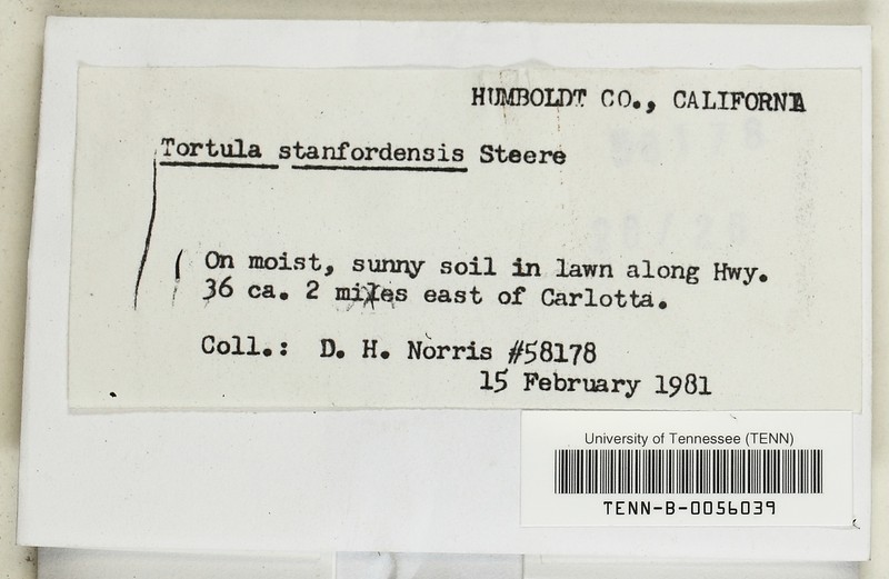 Stanford Tortula Moss photo 4