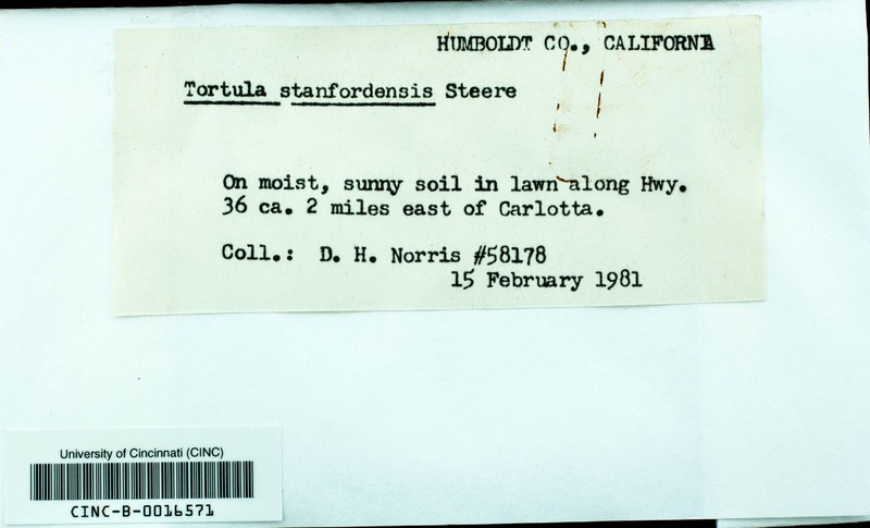 Stanford Tortula Moss photo 5