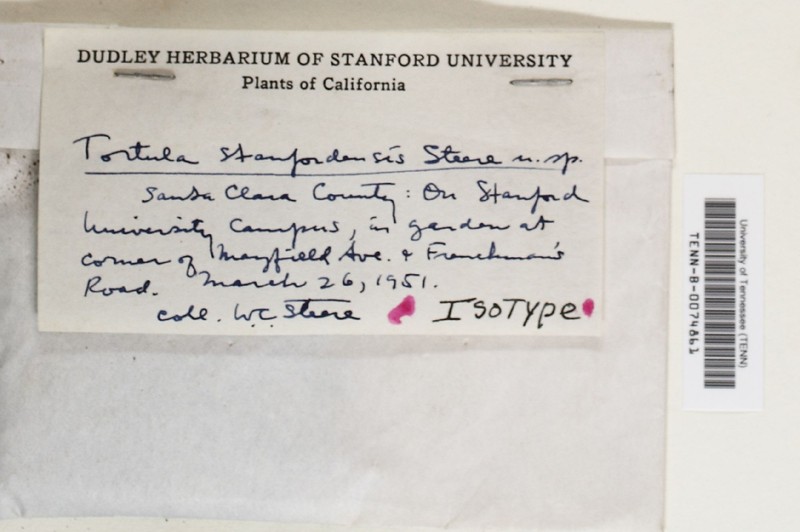 Stanford Tortula Moss photo 7