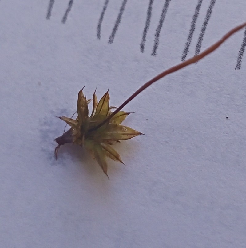Tortula Moss