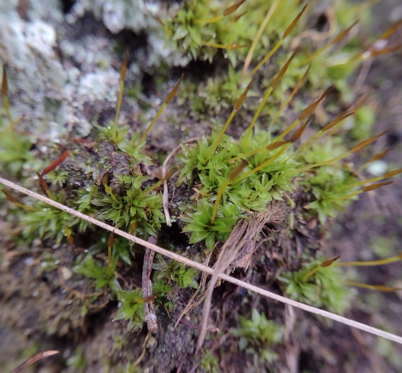 Tortula Moss photo 2