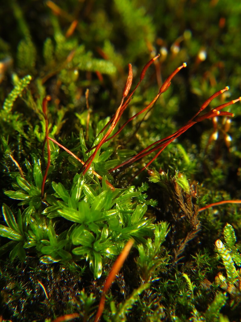 Tortula Moss photo 3