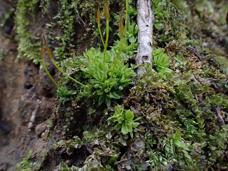 Tortula Moss photo 4