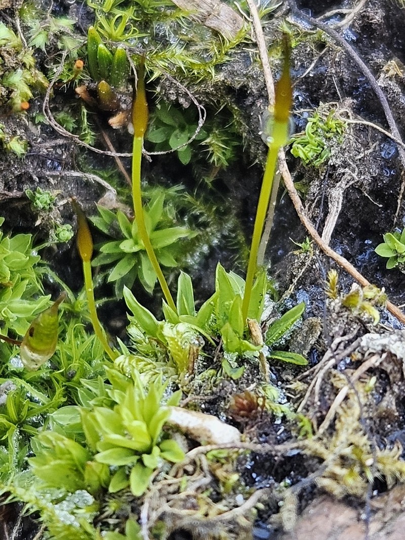 Tortula Moss photo 5