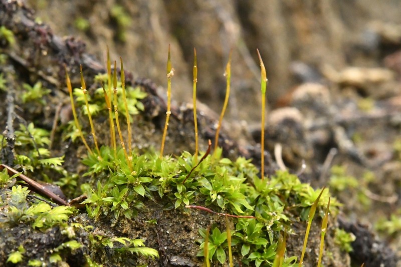 Tortula Moss photo 6